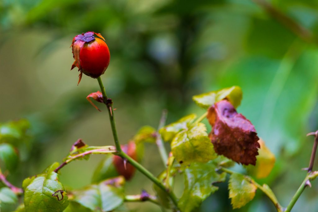 bacche rosa canina bottega officinale di giulia
