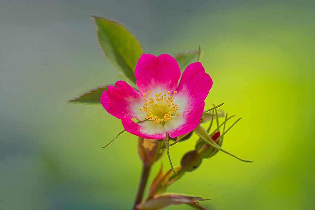 rosa canina in fiore bottega officinale di giulia
