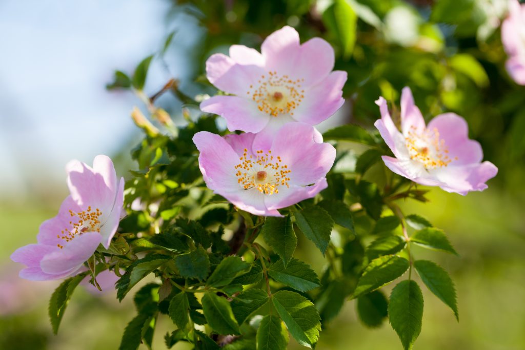 rosa canina mazzetto bottega officinale di giulia