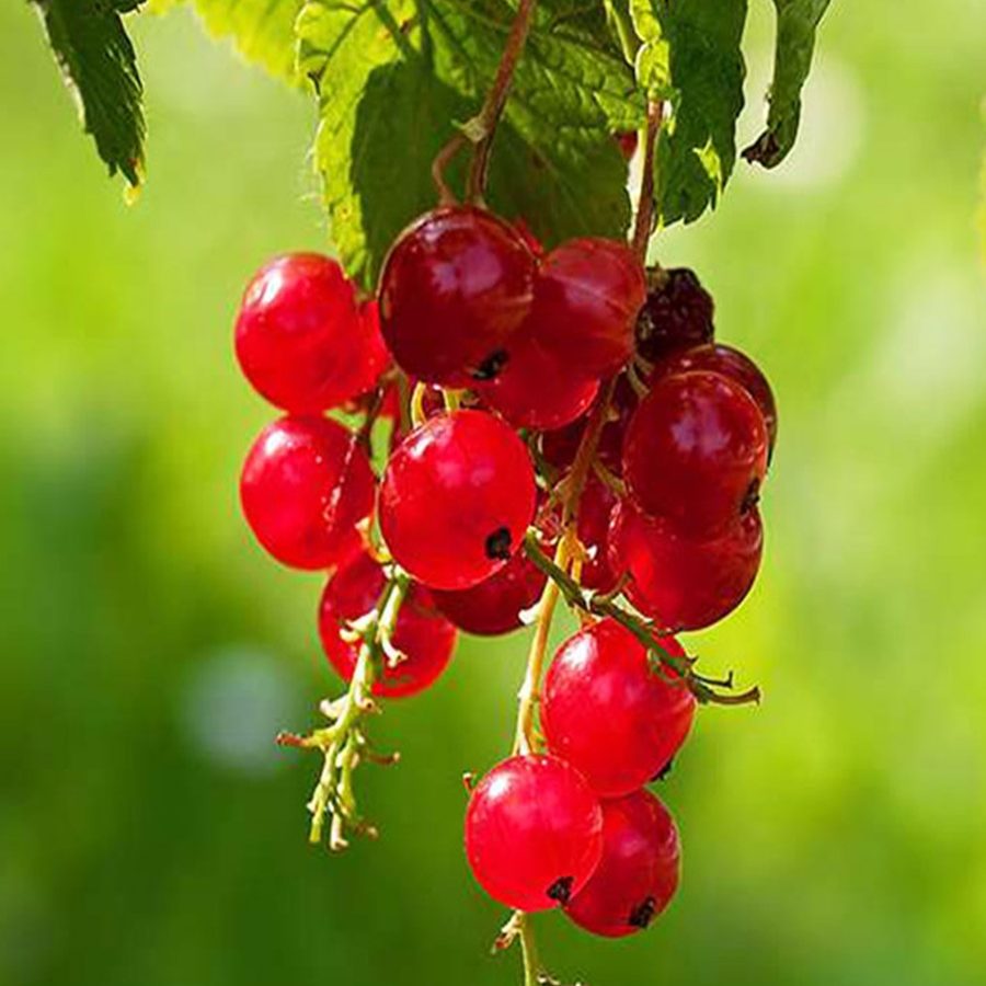 Ribes Rosso Ribes Rosso